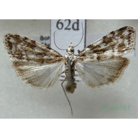Scoparia pyralella (Denis & Schiffermüller, 1775) Zamiotka murawowa Czech62d